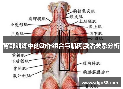 背部训练中的动作组合与肌肉激活关系分析